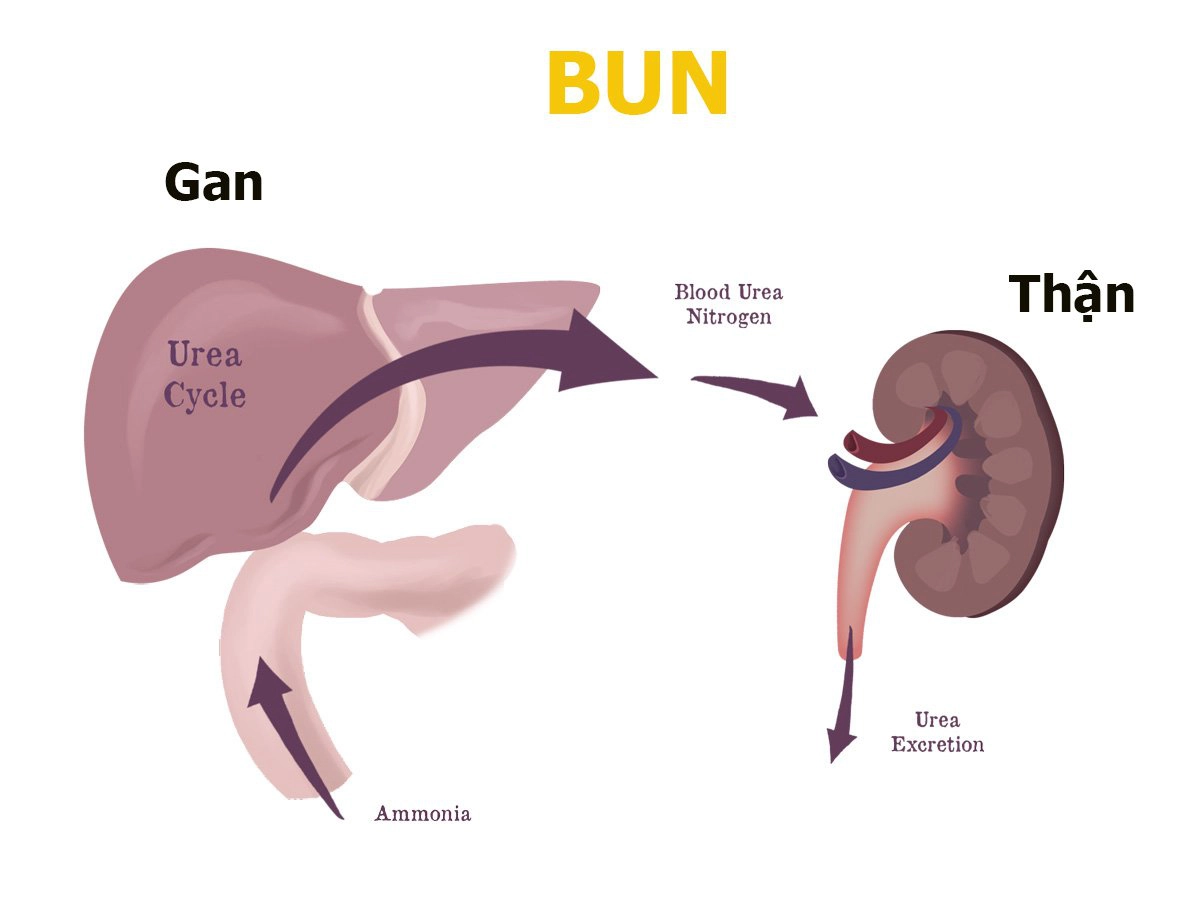 Xét nghiệm BUN là gì