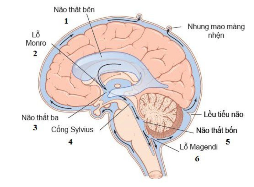 Xét nghiệm dịch não tủy giúp chẩn đoán các bệnh về não