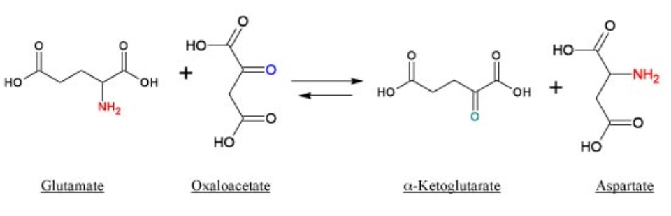 SGOT (Glutamic-oxaloacetic transamine)
