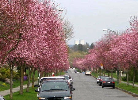 Du lịch Canada - ngắm hoa anh đào - iVIVU.com