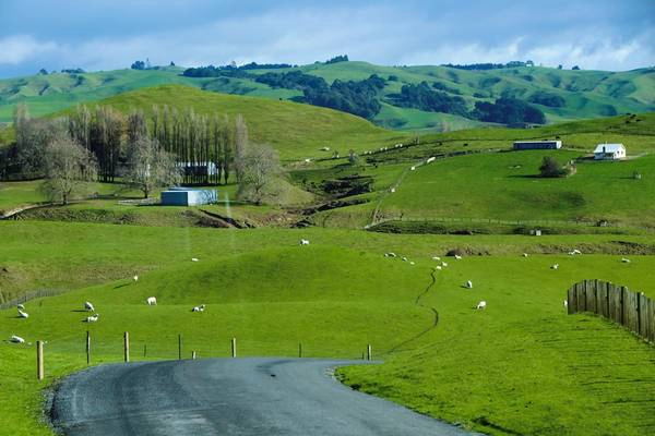  Ngôi làng Hobbit ở Matamata, Waikato (phía bắc New Zealand) có những ngôi nhà xây nửa nổi, nửa chìm trong lòng đất. Con đường vào ngôi làng đẹp như tranh, với những đồi cỏ mênh mông xanh mướt, cùng những chú cừu thẩn thơ gặm cỏ.