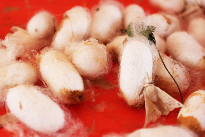 Nằm trên cao nguyên Di Linh và một phần cao nguyên Lang Biang, thị trấn Nam Ban có khí hậu và thổ nhưỡng rất thuận lợi cho cây dâu phát triển tốt và đảm bảo sức khỏe cho con tằm. Nằm trên cao nguyên Di Linh và một phần cao nguyên Lang Biang, thị trấn Nam Ban có khí hậu và thổ nhưỡng rất thuận lợi cho cây dâu phát triển tốt và đảm bảo sức khỏe cho con tằm.