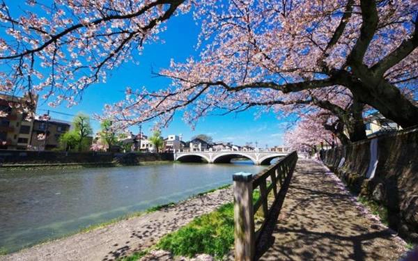 Okinawa mang một vẻ đẹp thơ mộng đầy mơ màng khi mùa hoa anh đào đến. Ảnh: AP/Fotolia.