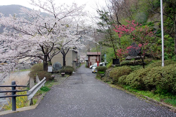 Yamagata nổi tiếng bởi hoa anh đào nở rộ quanh những con suối hiền hòa. Yamagata nổi tiếng bởi hoa anh đào nở rộ quanh những con suối hiền hòa.