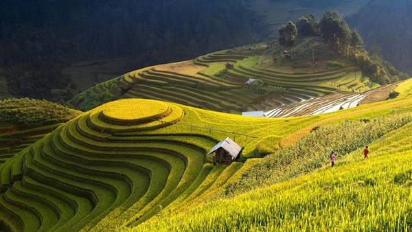 Mù Căng Chải mùa lúa chín. Ảnh: Placehunt. Mù Căng Chải mùa lúa chín. Ảnh: Placehunt.
