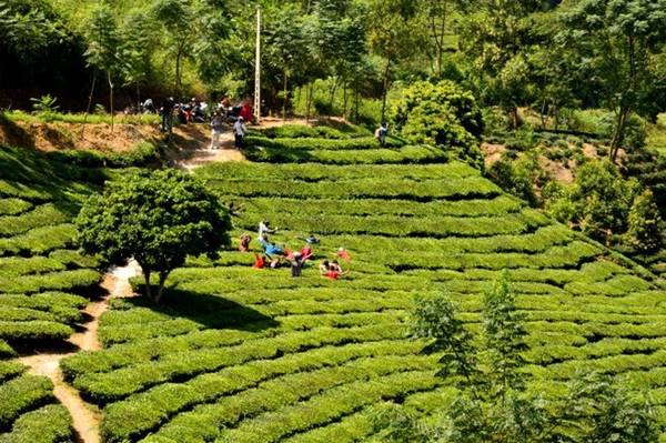 Nương chè xanh mướt bạt ngàn. Ảnh: Hải Dương. Nương chè xanh mướt bạt ngàn. Ảnh: Hải Dương.