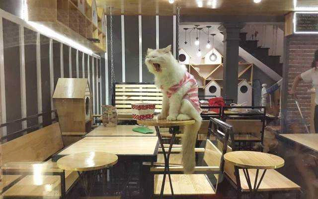 Bastet's Home Coffee - Hà Đông