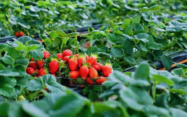 Cafe Vườn Dâu Nhật NutriFarm