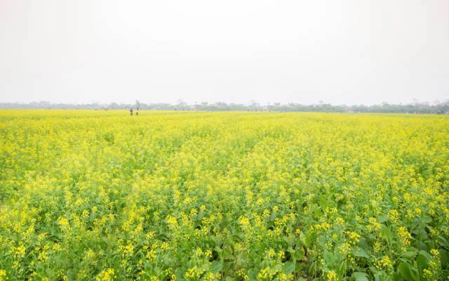 Cánh Đồng Hoa Cải Vàng - Thái Bình