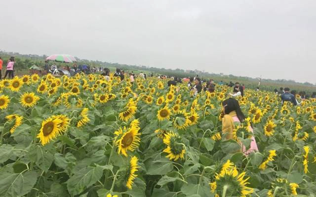 Cánh Đồng Hoa Hướng Dương - Thái Bình