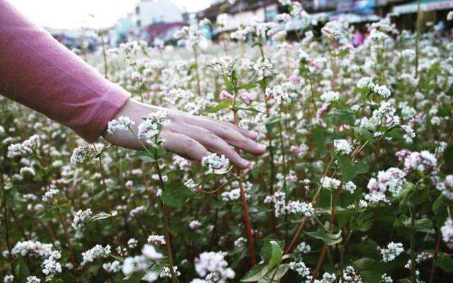 Cánh Đồng Hoa Tam Giác Mạch - Nguyễn Văn Cừ