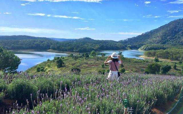 Cánh Đồng Lavender - Hồ Tuyền Lâm