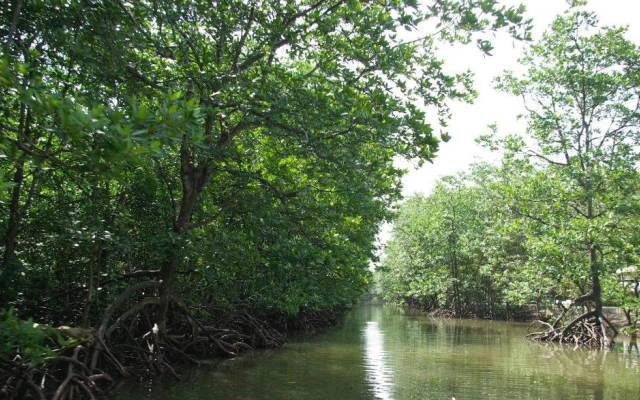 Chiến Khu Rừng Sác