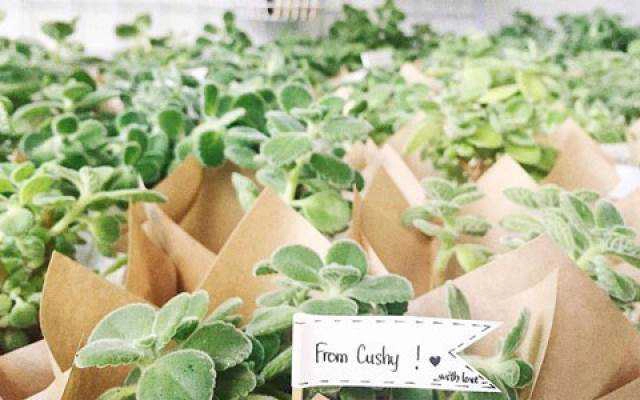 Cushy Garden - Lê Văn Sỹ