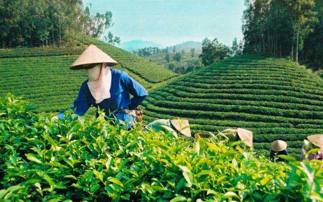 Đồi Chè Tâm Châu
