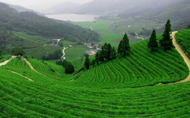 Đồi Chè Tân Cương