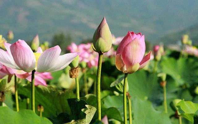 Đồng Sen Cam Phước Tây