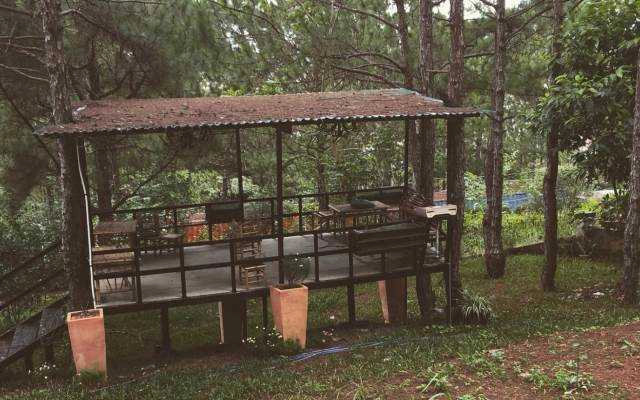 Forest 49 In Dalat
