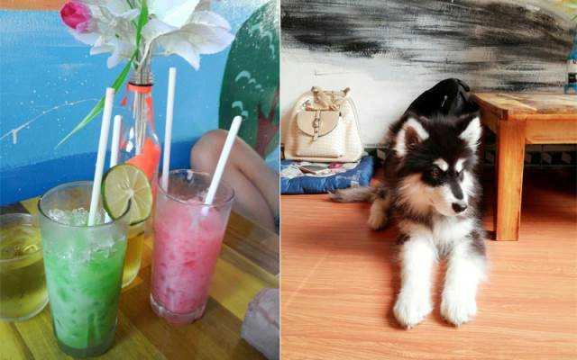Happy Pet Cafe