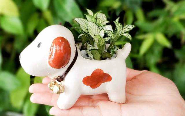 Hoa cưới, shop hoa Cây Xinh Sài Gòn - Cây Cảnh Mini