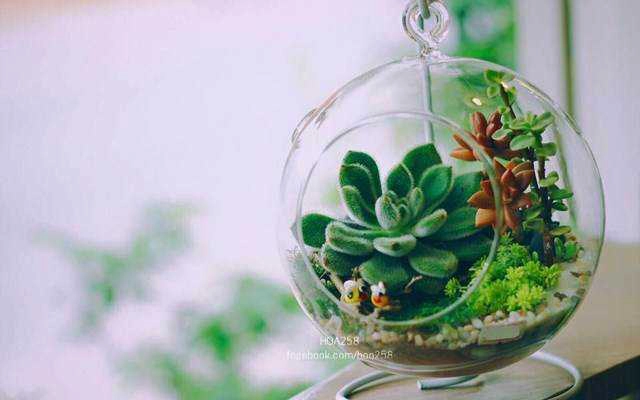 Hoa Xương Rồng