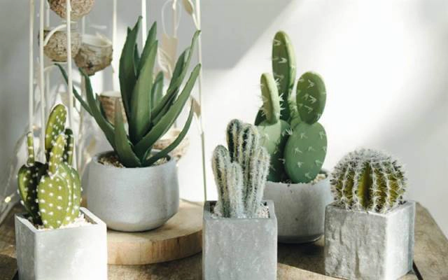 Kây Decor & Gift - Hà Nội