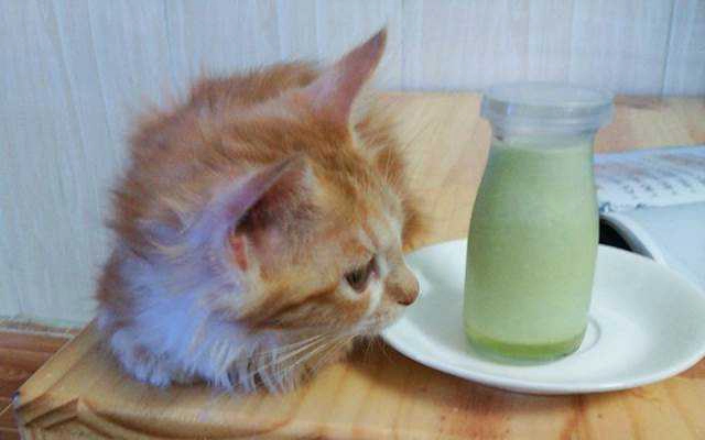 Kuro Cat Coffee
