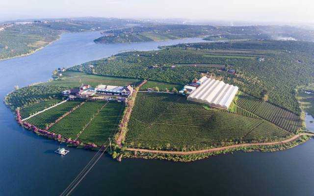 Long Đỉnh Organic Tea - Farm & Resort
