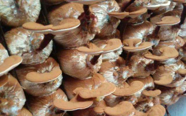 Nấm Linh Chi Trường Thọ - Shop Online