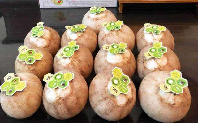 Shop online The Gardenia - Dừa Xiêm CocoSimia Online