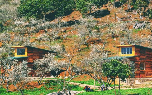 V House Homestay