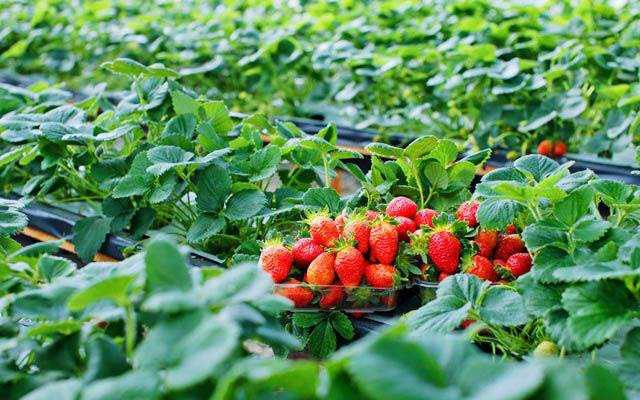 Vườn Dâu Hiệp Lực