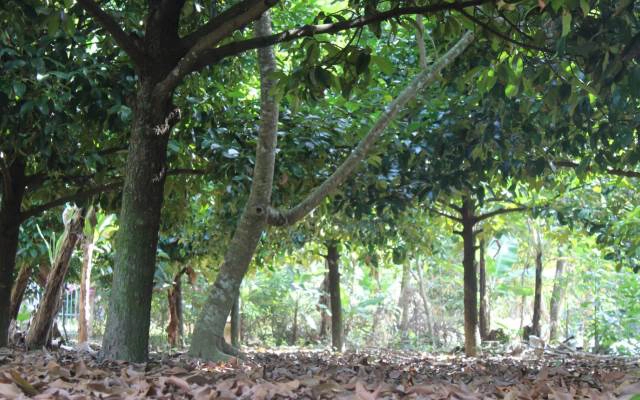 Vườn Trái Cây Tư Luân