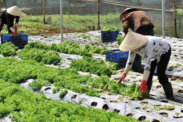 ‘Tour vườn tược’ có một không hai ở Đà Lạt