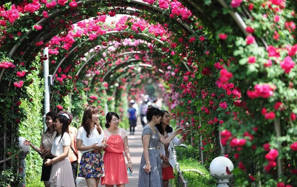 “Lạc lối” ở công viên hoa hồng Rose Park Hà Nội đầy thơ mộng