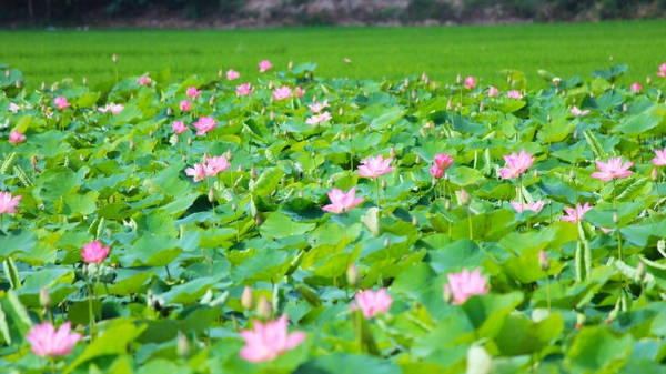 ​Đẹp ngỡ ngàng đồng sen Tháp Mười