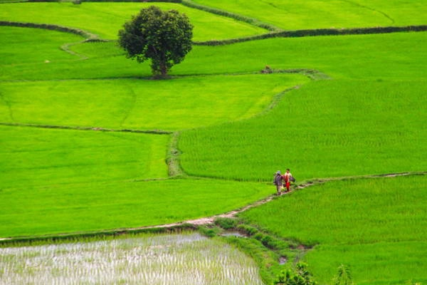 ​Du lịch An Giang ngược xuôi trên cánh đồng Tà Pạ