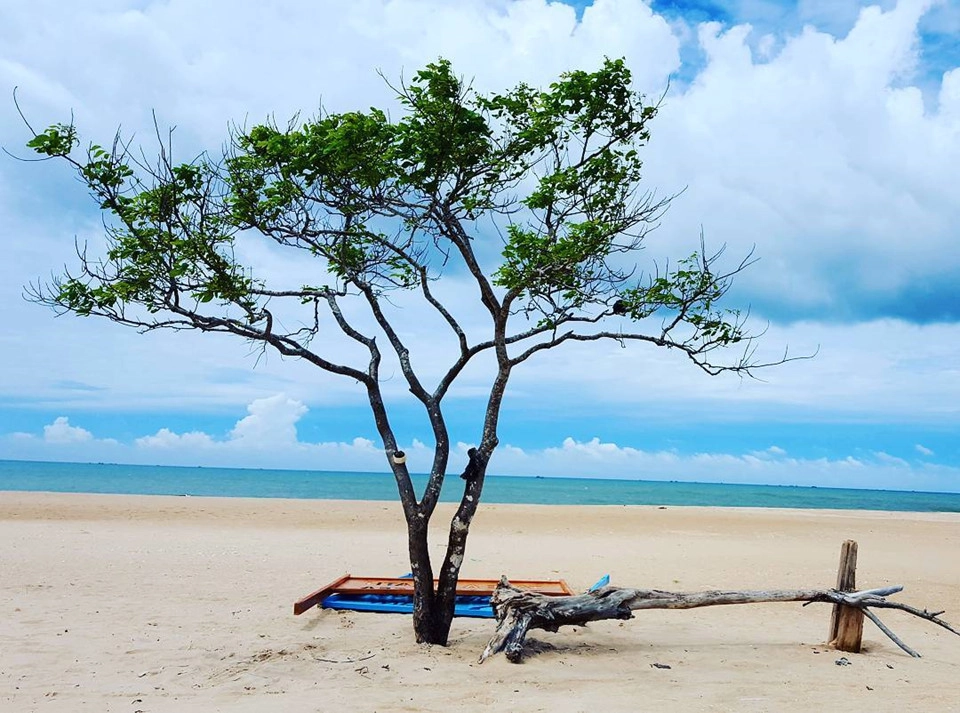 10 cây cô đơn ‘sống ảo’ giới trẻ Việt Nam thường xuyên check-in