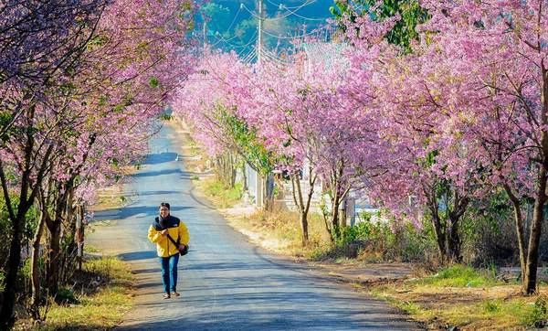 10 lý do khiến bạn nên đi du lịch Đà Lạt ít nhất một lần trong đời