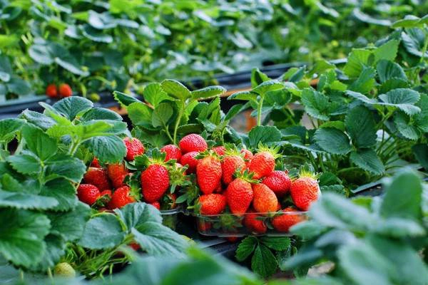 10 miệt vườn nổi tiếng hấp dẫn khách du lịch