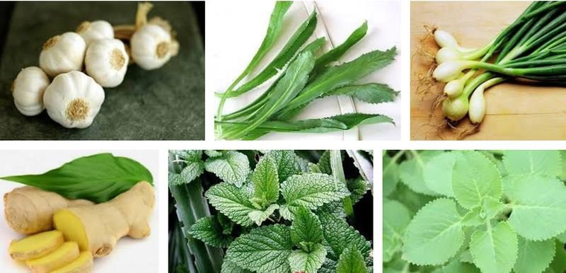 5 thảo dược trong bếp trị cảm cúm cực hiệu quả