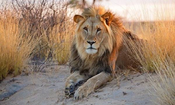 6 điều không nên bỏ qua khi đến Botswana