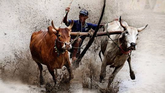 An Giang tổ chức Đua bò Bảy Núi lần thứ 22