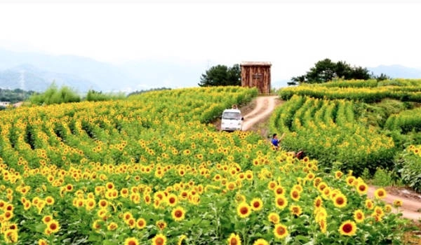 Ba ngôi làng hoa hướng dương ngỡ như cổ tích ở Hàn Quốc
