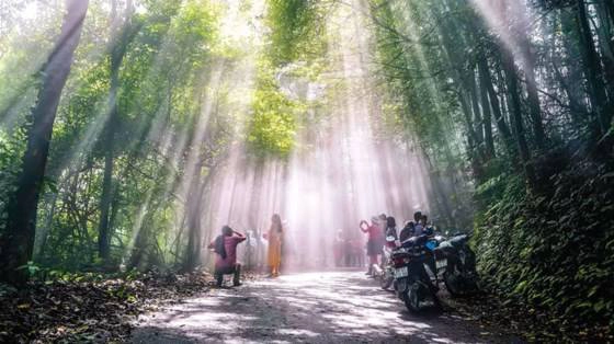 Ba Vì trong muôn sắc hoa