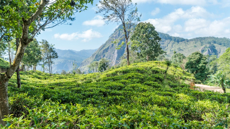 Băng qua những đồi chè xanh mướt ở Sri Lanka