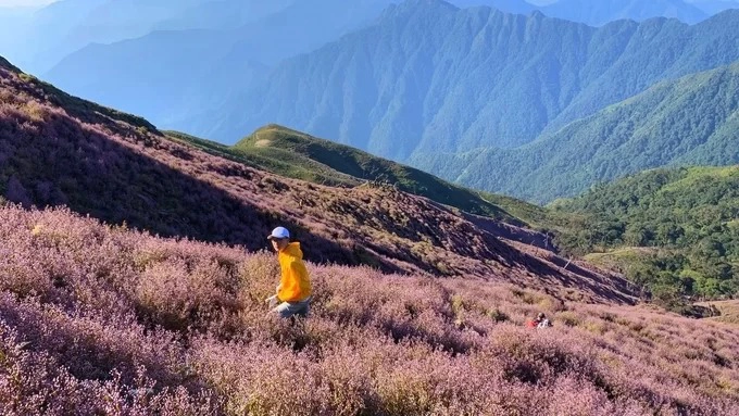 Biển hoa tím cao hơn mây ở Yên Bái