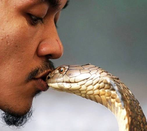 Bộ tộc ăn, ngủ, ở cùng… rắn độc