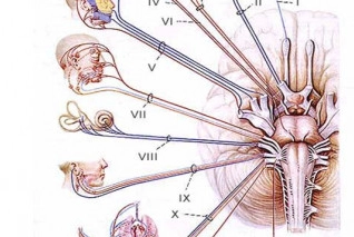 Các dấu hiệu thần kinh khu trú