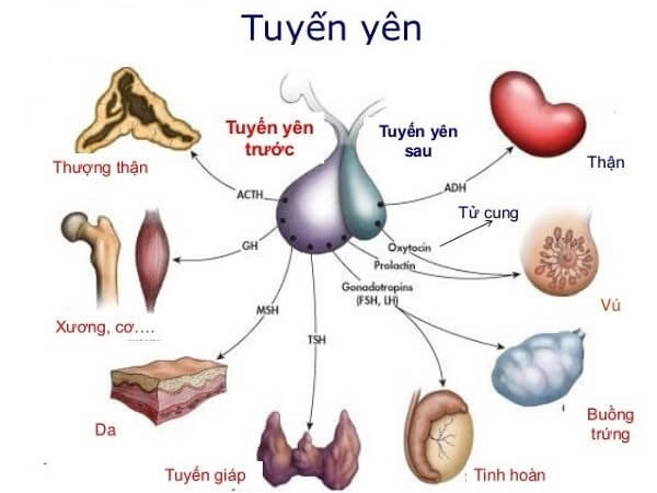 Các hormone sinh ra từ tuyến yên